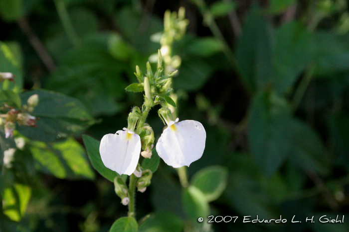 Hybanthus comunis