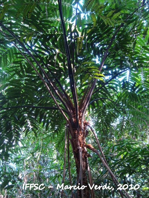 Cyathea corcovadensis