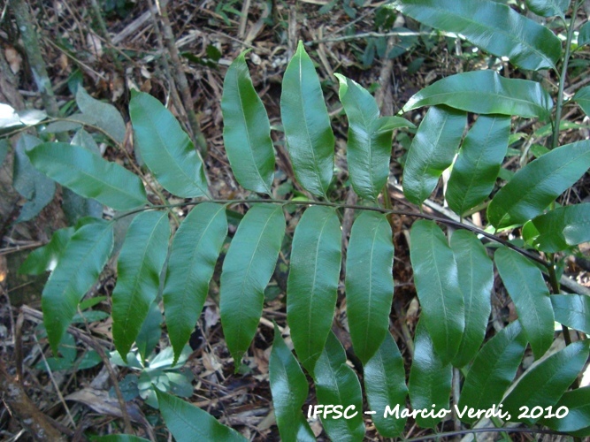 Cyathea corcovadensis