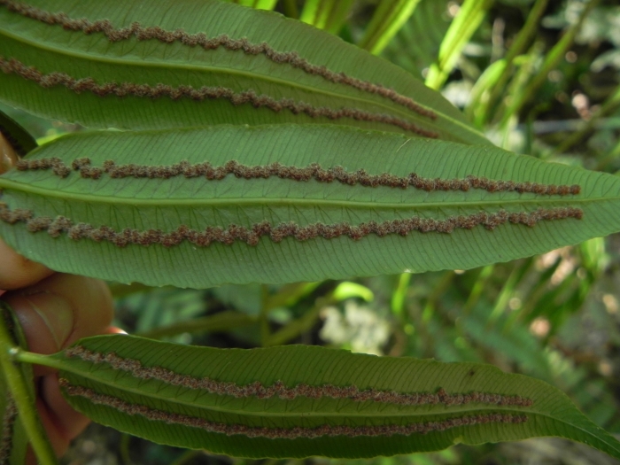 Cyathea corcovadensis