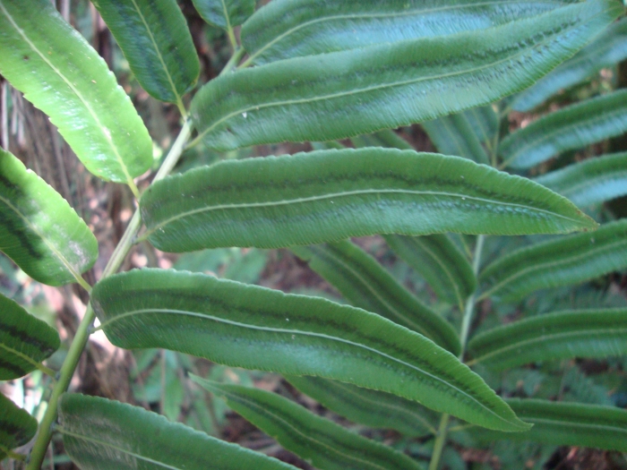 Cyathea corcovadensis