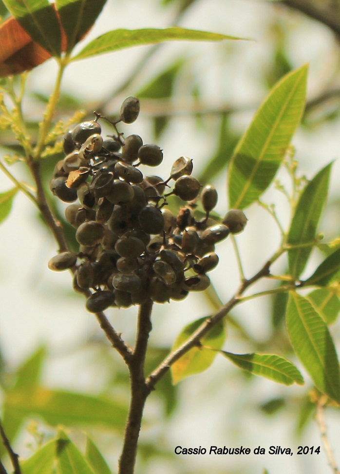 Lithraea molleoides