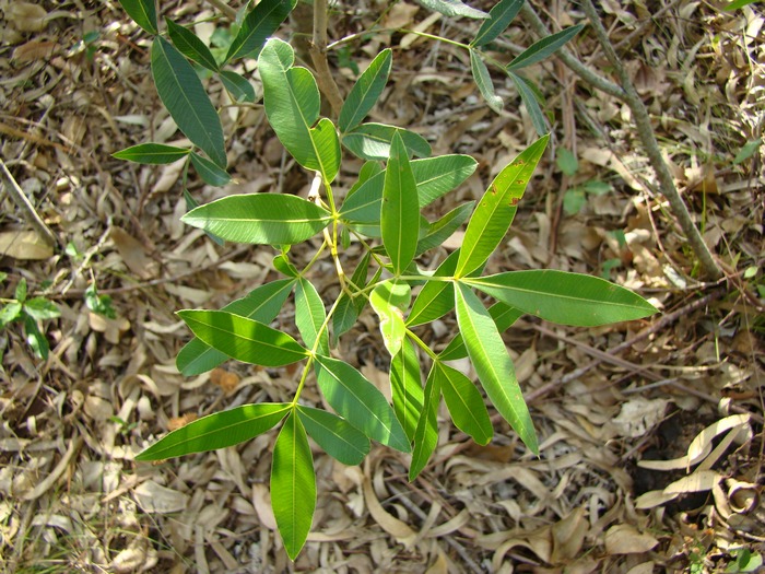 Lithraea molleoides