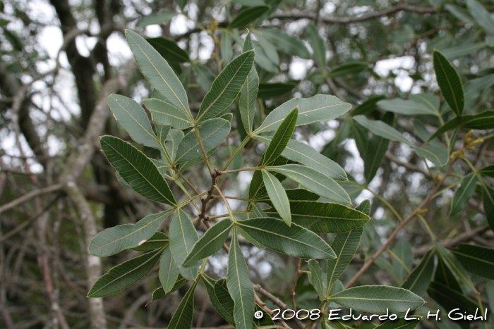 Lithraea molleoides