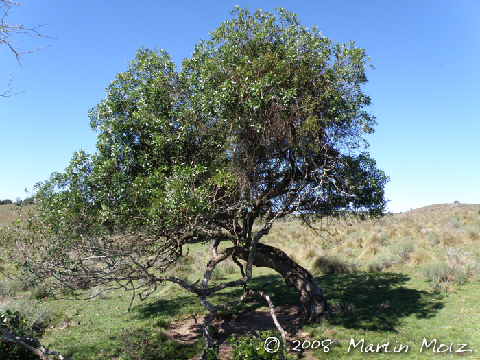 Lithraea molleoides