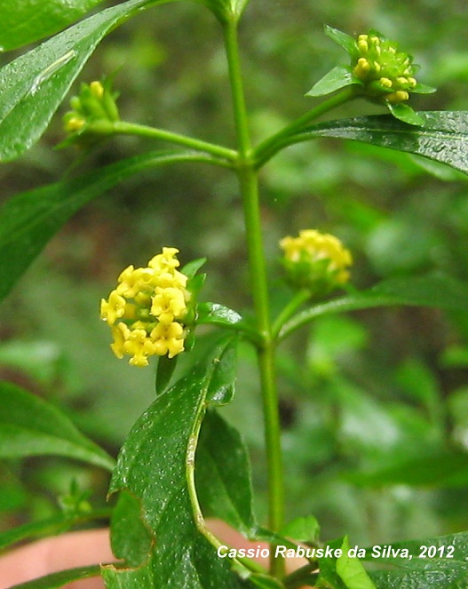 Lippia ramboi