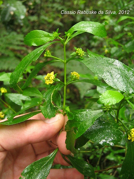 Lippia ramboi