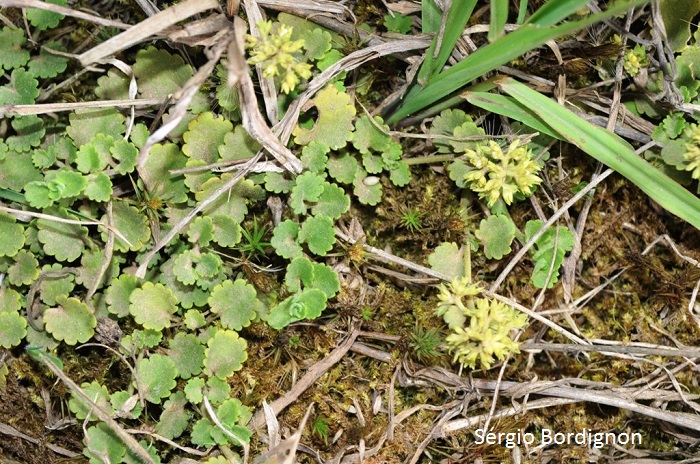 Valeriana glechomifolia