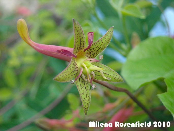 Tropaeolum pentaphyllum