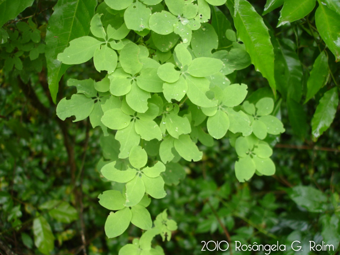 Tropaeolum pentaphyllum