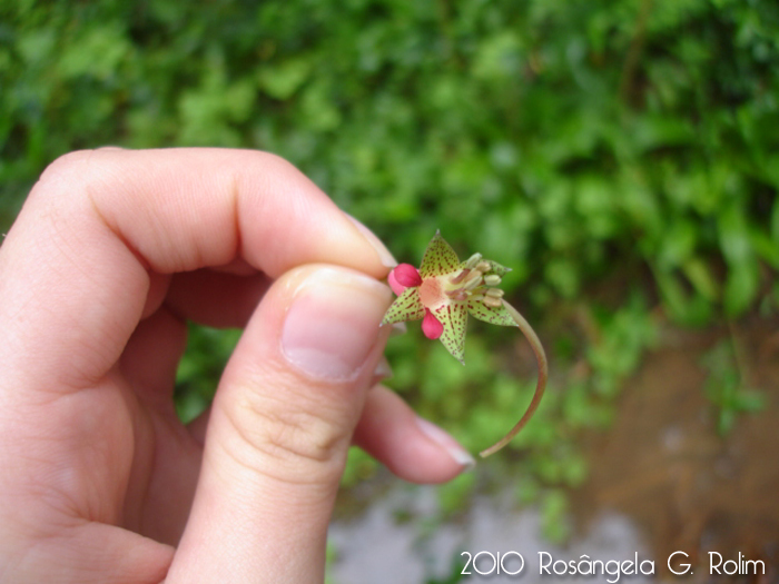 Tropaeolum pentaphyllum