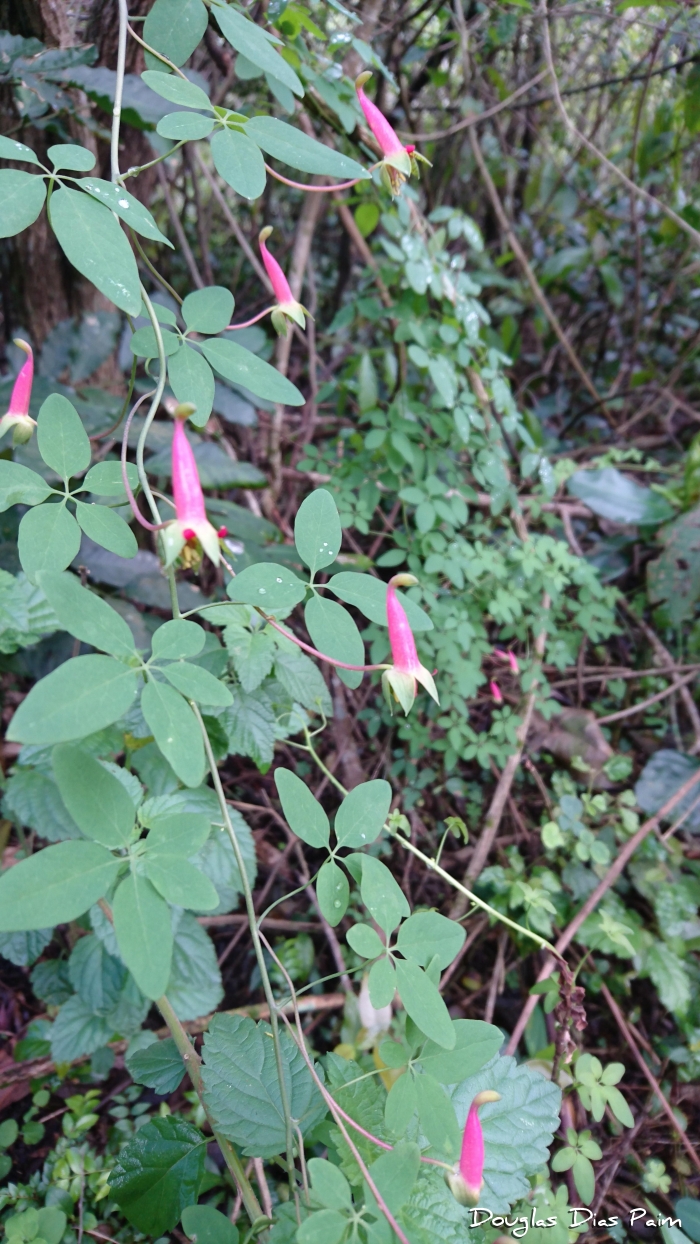 Tropaeolum pentaphyllum