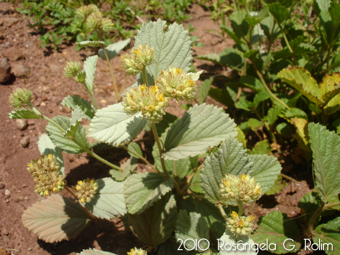 Waltheria douradinha