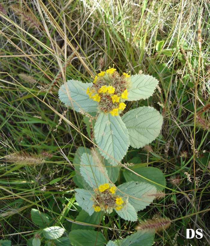 Waltheria douradinha