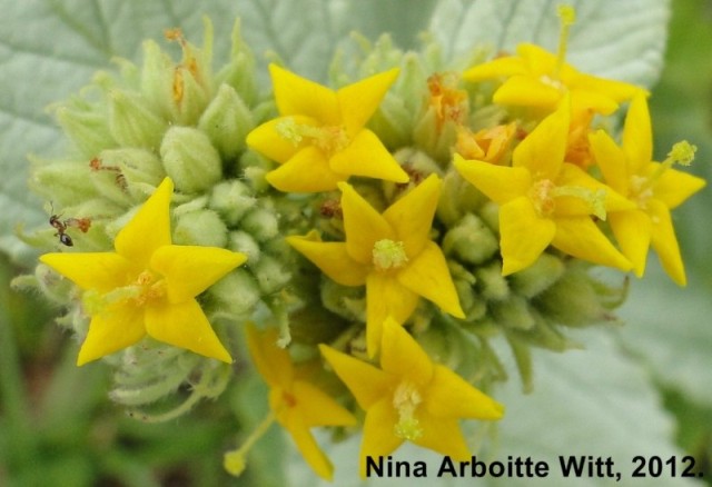 Waltheria douradinha