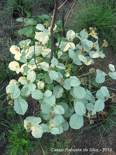 Waltheria douradinha