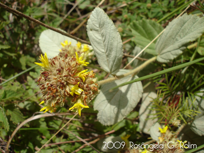 Waltheria douradinha