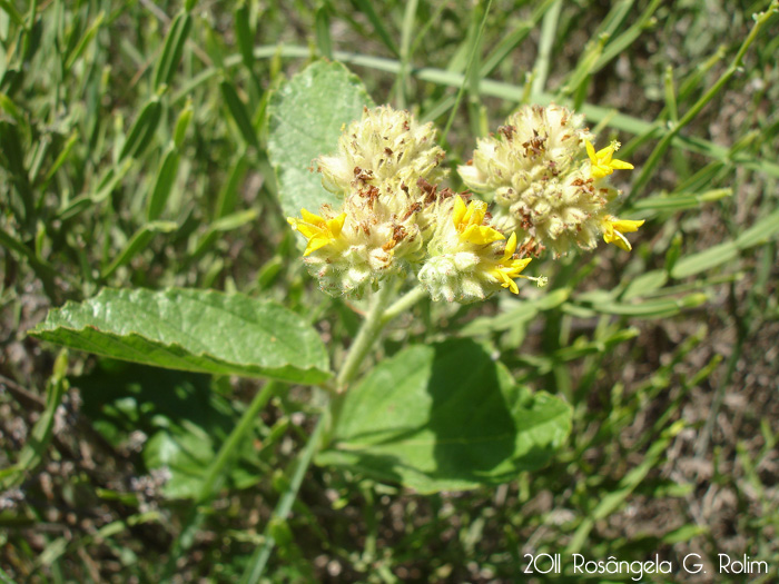 Waltheria douradinha