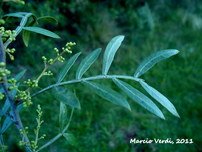 Schinus lentiscifolius