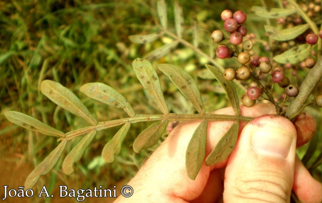 Schinus lentiscifolius