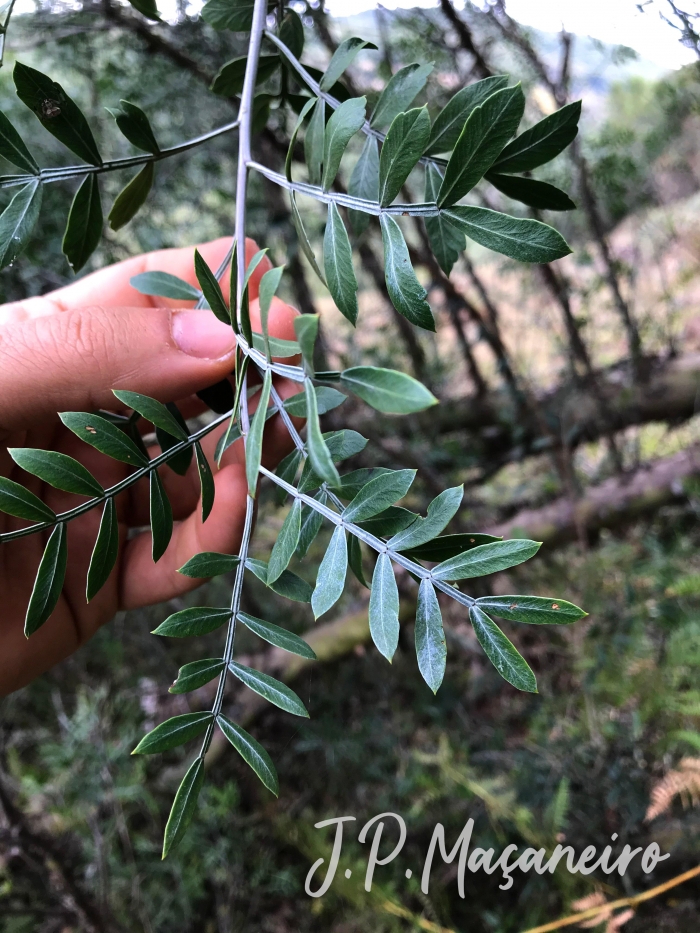 Schinus lentiscifolius