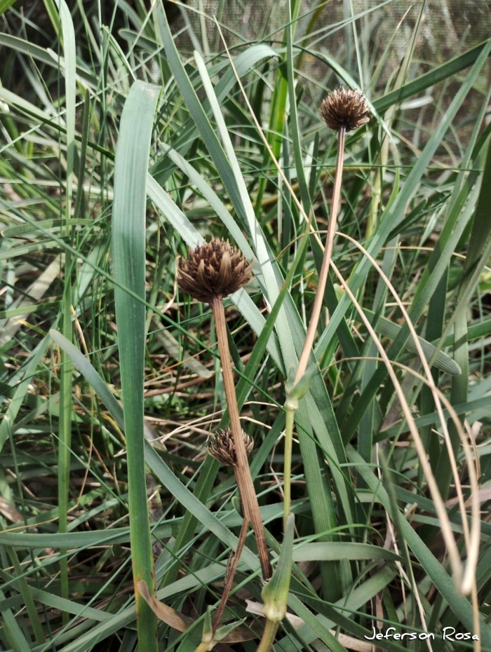 Eryngium falcifolium