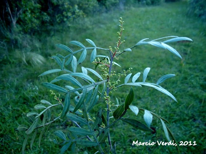 Schinus lentiscifolius