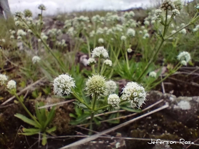 Eryngium ramboanum
