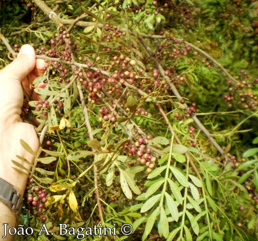 Schinus lentiscifolius