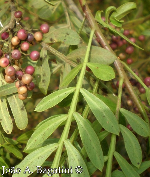 Schinus lentiscifolius