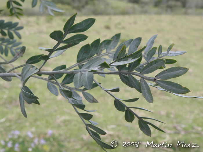 Schinus lentiscifolius