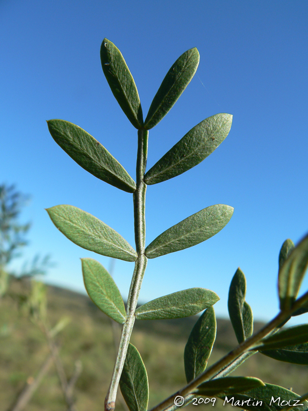 Schinus lentiscifolius