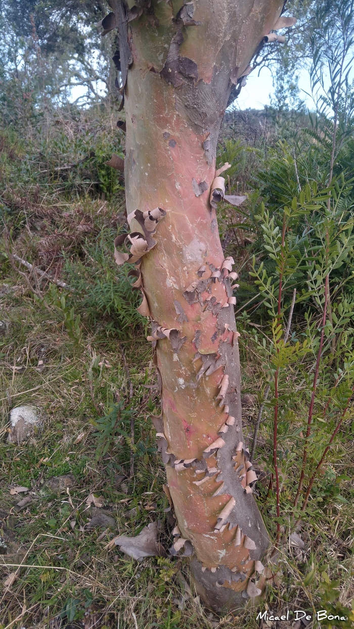 Schinus lentiscifolius