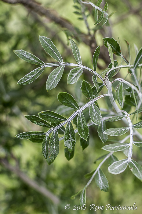 Schinus lentiscifolius