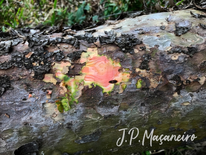 Schinus lentiscifolius