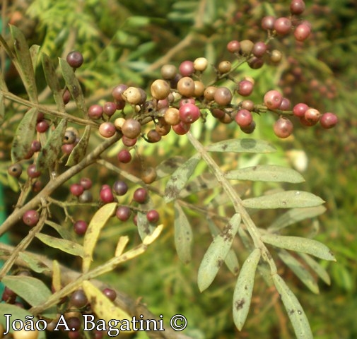 Schinus lentiscifolius