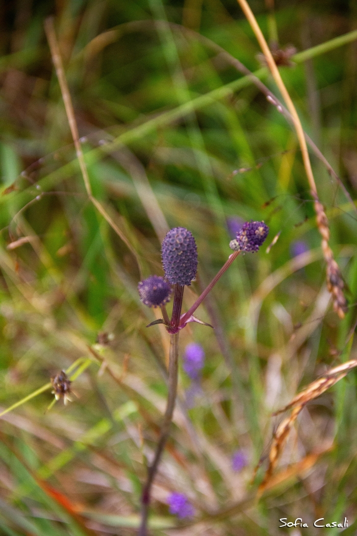 Eryngium urbanianum