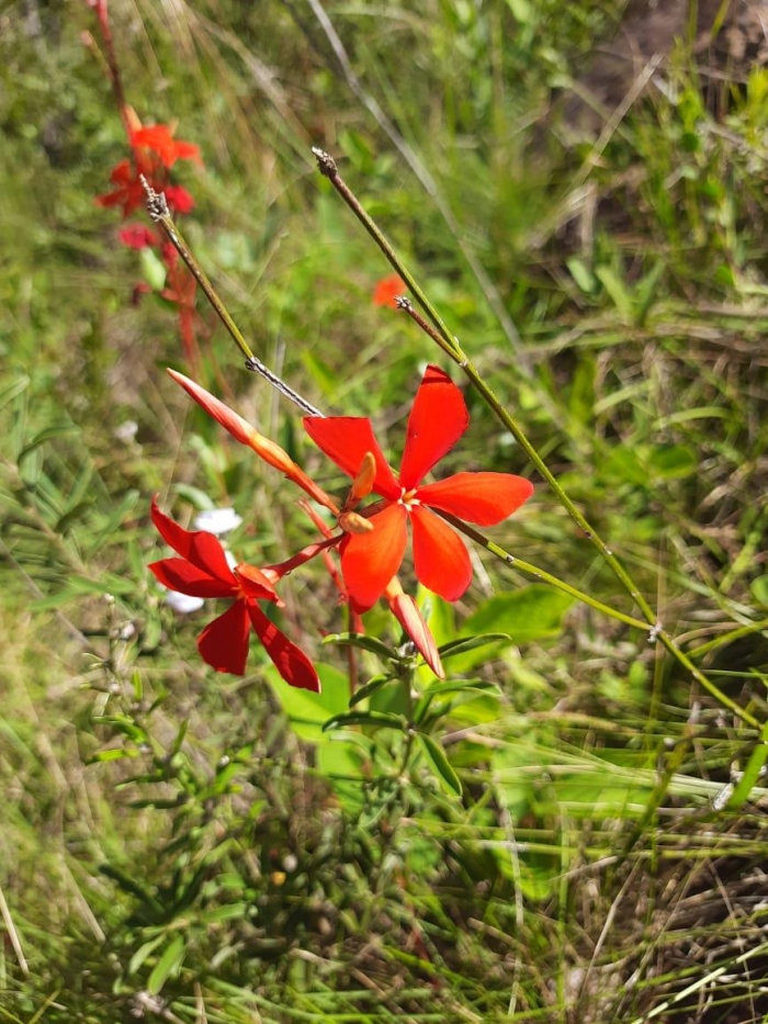 Mandevilla coccinea