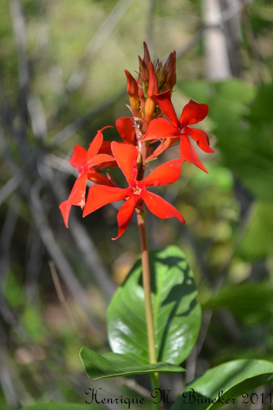 Mandevilla coccinea