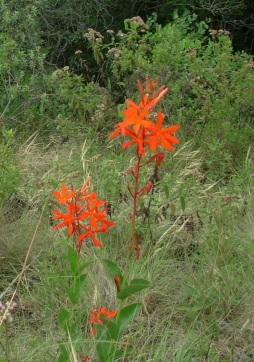 Mandevilla coccinea