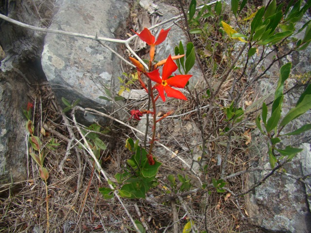 Mandevilla coccinea