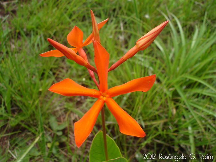 Mandevilla coccinea