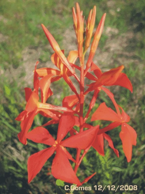 Mandevilla coccinea