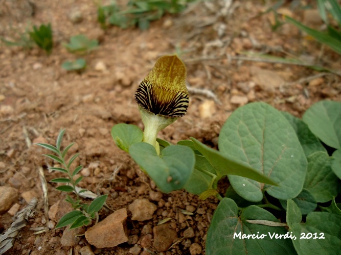 Aristolochia curviflora