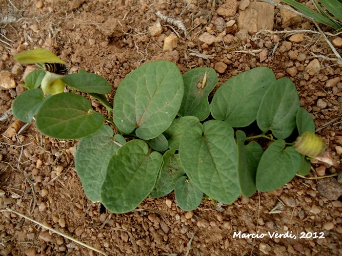 Aristolochia curviflora
