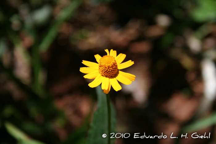 Acmella serratifolia