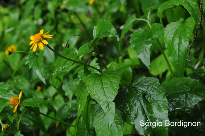 Acmella serratifolia