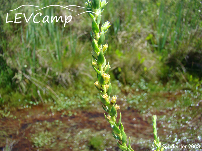 Baccharis hypericifolia