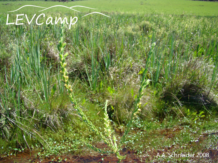 Baccharis hypericifolia