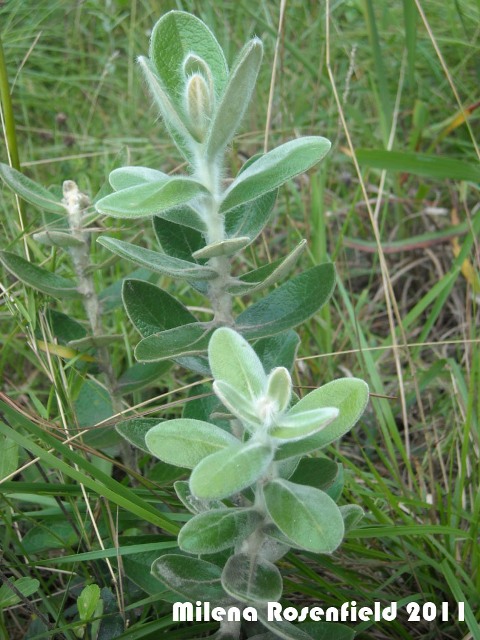 Gochnatia cordata